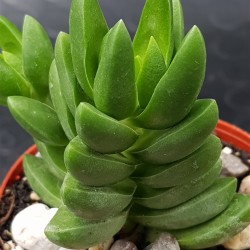 Crassula " benjamin " 5,5