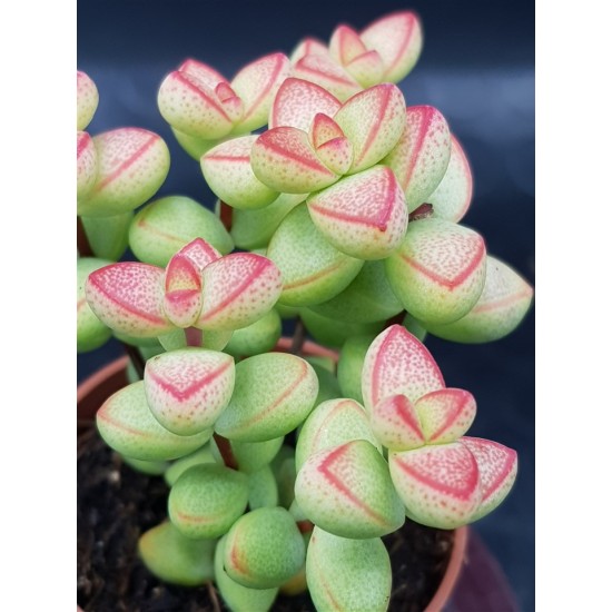 Crassula "brevifolia " 5,5