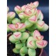 Crassula "brevifolia " 5,5