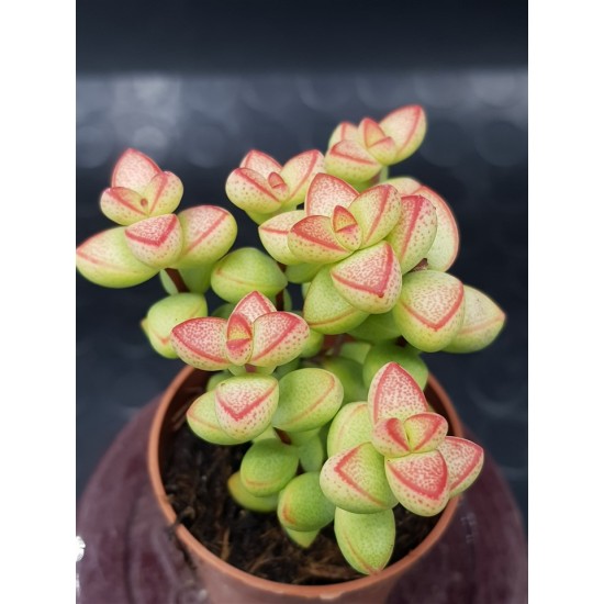Crassula "brevifolia " 5,5