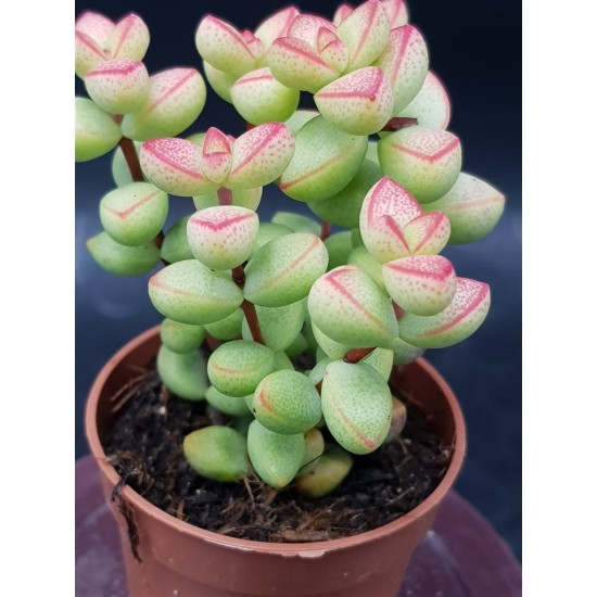 Crassula "brevifolia " 5,5