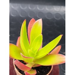 Crassula Capitella «Crassula Campfire» ΓΛ.5,5