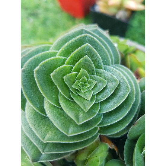 crassula capitella turita 8,5