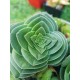 crassula capitella turita 8,5