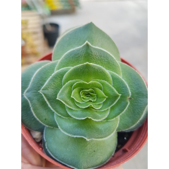 crassula capitella turita 8,5