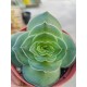 crassula capitella turita 8,5