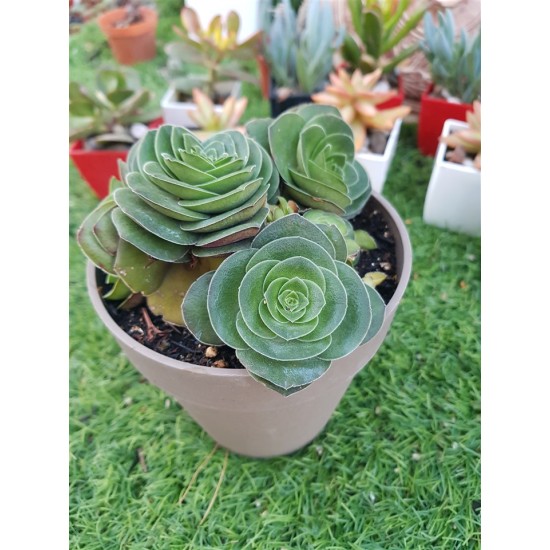 crassula capitella turita 8,5