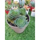 crassula capitella turita 8,5