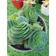 crassula capitella turita 8,5