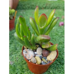 Crassula ovata f. variegata 'ET's Fingers' or 'Finger Jade' 5,5