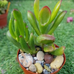 Crassula ovata f. variegata 'ET's Fingers' or 'Finger Jade' 5,5