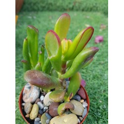 Crassula ovata f. variegata 'ET's Fingers' or 'Finger Jade' 8.5