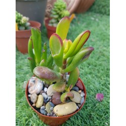 Crassula ovata f. variegata 'ET's Fingers' or 'Finger Jade' 5,5