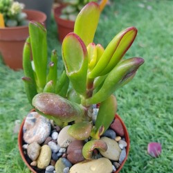 Crassula ovata f. variegata 'ET's Fingers' or 'Finger Jade' 5,5