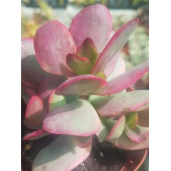 Crassula "nudicaulis var. platyphylla variegata" 8,5