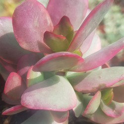 Crassula "nudicaulis var. platyphylla variegata" 8,5