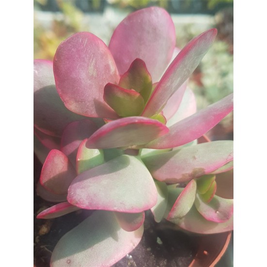 Crassula "nudicaulis var. platyphylla variegata" 8,5
