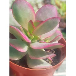 Crassula "nudicaulis var. platyphylla variegata" 8,5