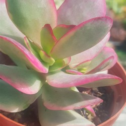 Crassula "nudicaulis var. platyphylla variegata" 8,5