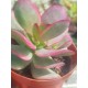 Crassula "nudicaulis var. platyphylla variegata" 8,5
