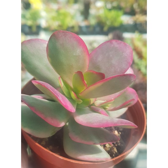 Crassula "nudicaulis var. platyphylla variegata" 8,5