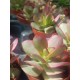 Crassula "nudicaulis var. platyphylla variegata" 8,5