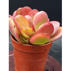 Crassula ovata hummel's sunset  variegata 5,5