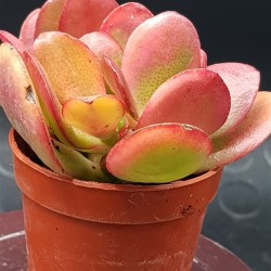 Crassula ovata hummel's sunset  variegata 5,5