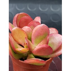 Crassula ovata hummel's sunset  variegata 5,5