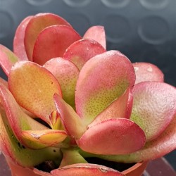 Crassula ovata hummel's sunset  variegata 5,5