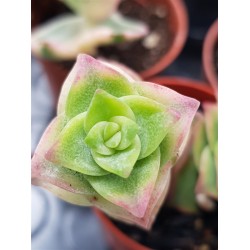 Crassula perforata f. variegata 5,5