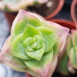 Crassula perforata f. variegata 5,5