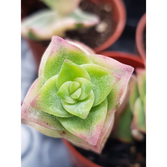 Crassula perforata f. variegata 5,5