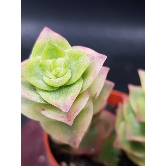 Crassula perforata f. variegata 5,5