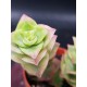 Crassula perforata f. variegata 5,5