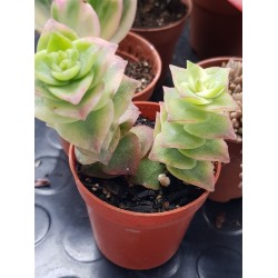 Crassula perforata f. variegata 5,5