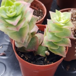 Crassula perforata f. variegata 5,5