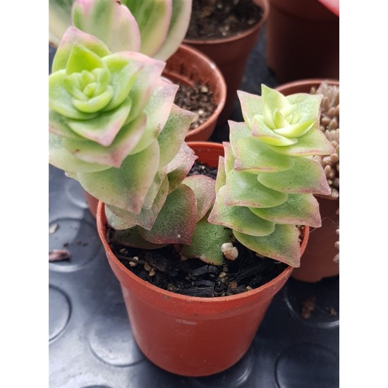 Crassula perforata f. variegata 5,5