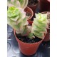 Crassula perforata f. variegata 5,5