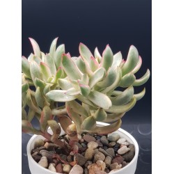 Crassula " rubrikaulis "cantle plant "  5,5