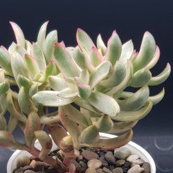 Crassula " rubrikaulis "cantle plant "  5,5