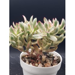 Crassula " rubrikaulis "cantle plant "  5,5