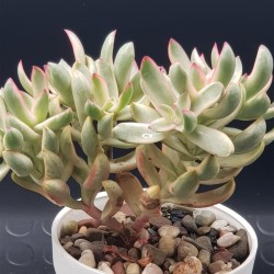 Crassula " rubrikaulis "cantle plant "  5,5