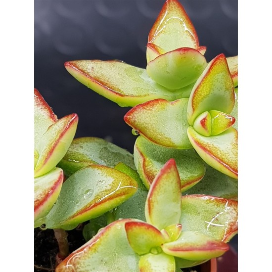 Crassula Rupestris "High Voltage" 5,5