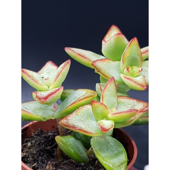 Crassula Rupestris "High Voltage" 5,5