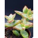 Crassula Rupestris "High Voltage" 5,5