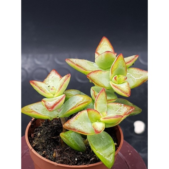 Crassula Rupestris "High Voltage" 5,5