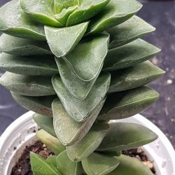 Crassula springtime  8,5