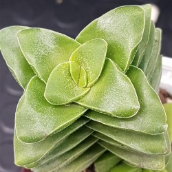 Crassula springtime  8,5