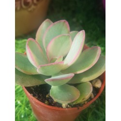 Crassula swaziensis variegata  5.5
